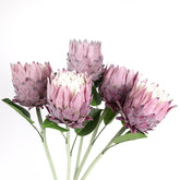Protea Flower Bloom 62cmH